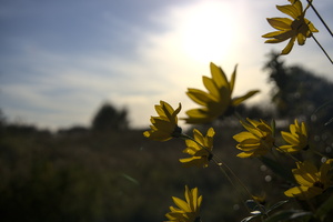  MR 0297